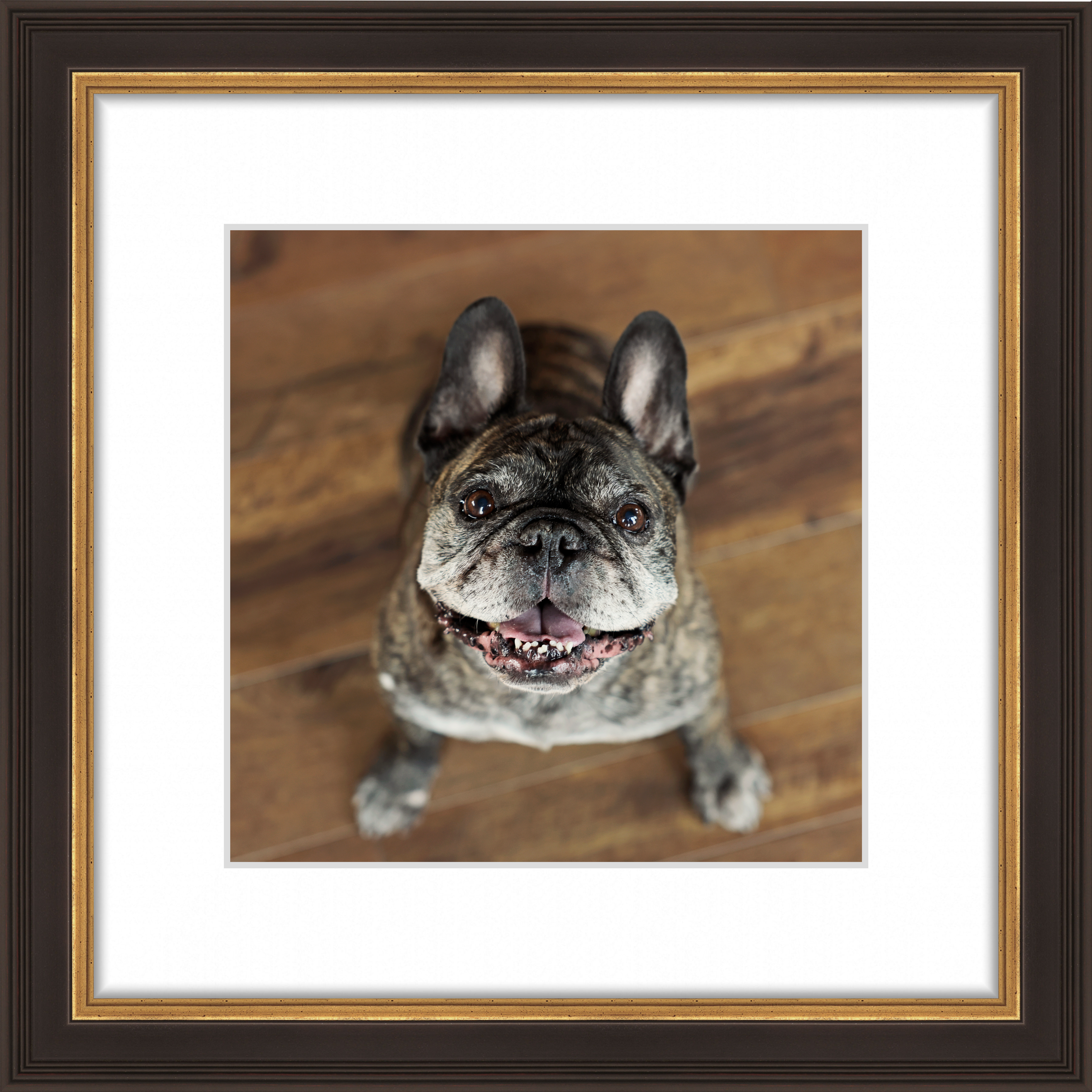 French-bulldog-smiling-pet-dog-photography-furbabies